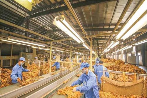 Hạn ngạch thuế quan nhập khẩu thuốc lá nguyên liệu năm 2026