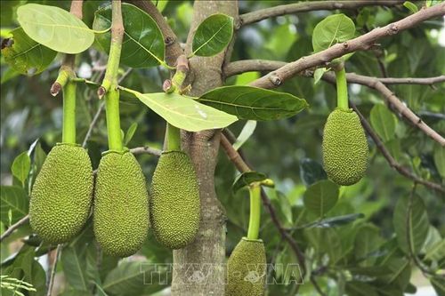 Tìm ra tác nhân gây bệnh nguy hiểm trên cây mít
