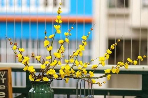 Chọn hoa nào chơi Tết để vừa bền lại hợp mệnh gia chủ?