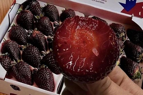 Dâu tây đen 'Hắc trân châu' gây sốt Trung Quốc: Giá gần 6 USD/quả vẫn tranh nhau mua