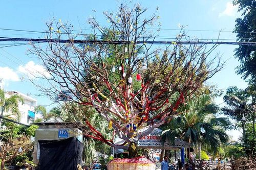 Mai vàng 'khủng' ở chợ hoa xuân Long Xuyên