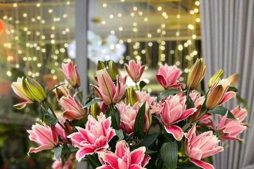 Cắm hoa ly dịp Tết được không?
