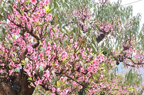 Ống kính bạn đọc: Đào Sơn La nở sớm