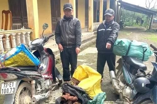 Bắt giữ vụ vận chuyển trái phép gỗ mán đỉa giữa 'cơn sốt' giá bất thường ở Quảng Trị