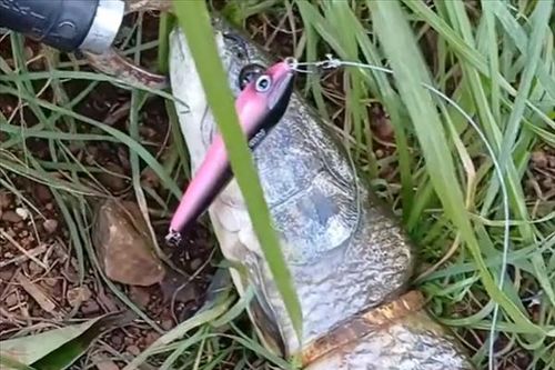 Cần thủ câu được con cá có vòng vàng trên cơ thể