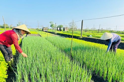 Được mùa rau Tết