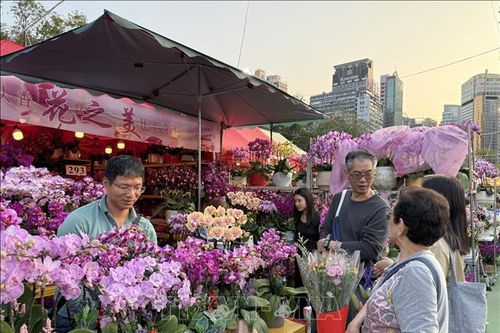Hương xuân từ chợ hoa Tết tại Hong Kong