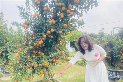 Thú chơi quất ngày Tết và câu chuyện giữ nghề trồng quất ở Hà Nội