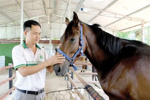 Nuôi linh vật năm Ngọ