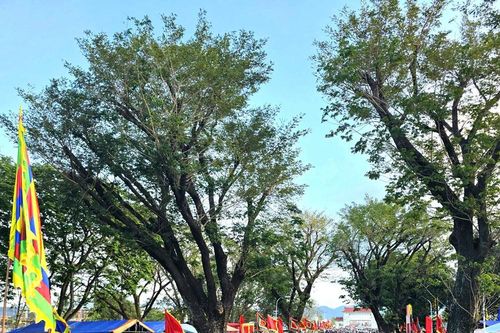 Vạn người nô nức du xuân, trẩy hội Chiến thắng Ngọc Hồi - Đống Đa