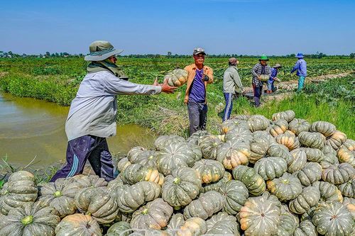 Vào mùa bí đỏ
