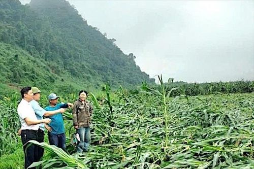 Quảng Trị: Lốc xoáy bất ngờ khiến nhiều diện tích ngô bị đổ ngã
