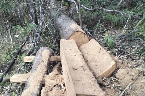 Chi cục Kiểm lâm tỉnh Lâm Đồng yêu cầu rà soát diện tích rừng bị giảm