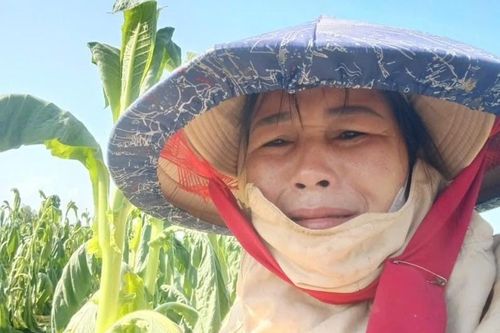 Người dân Gia Lai khóc nghẹn bên ruộng thuốc lá héo rũ do mưa trái mùa