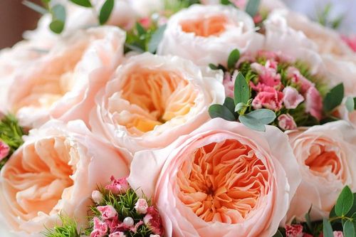 Loài hoa hồng 'triệu đô' gây chấn động: Bạn dám chơi lớn tặng 8.3?