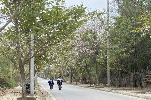Điện Biên: Phân luồng giao thông phục vụ các hoạt động của Lễ hội Hoa Ban năm 2026