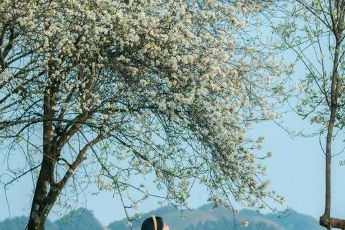 Mùa hoa sơn tra phủ trắng triền núi, Tà Xùa hút khách du lịch
