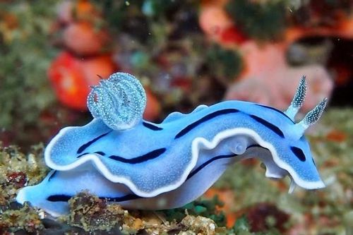 Điều đáng kinh ngạc về sinh vật trông như con thỏ sống dưới đáy biển