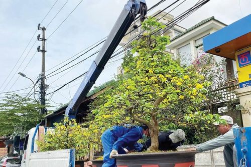 Dịch vụ chăm mai sau Tết đắt khách