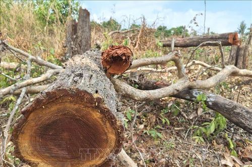 Kiểm lâm Gia Lai yêu cầu khẩn trương xác minh vụ phá rừng tại xã Ia Púch
