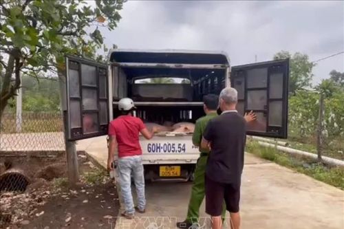 Triệt phá đường dây mua bán lợn giống không rõ nguồn gốc