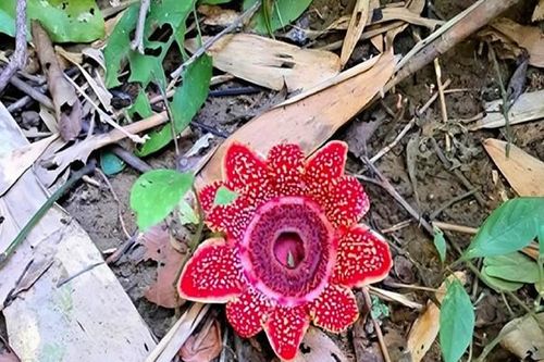 Vườn Quốc gia Phong Nha - Kẻ Bàng: Phát hiện loài hoa quý hiếm Địa nhãn Himalaya