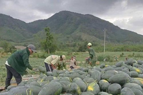 Chung tay sẻ chia cùng người trồng dưa hấu Gia Lai