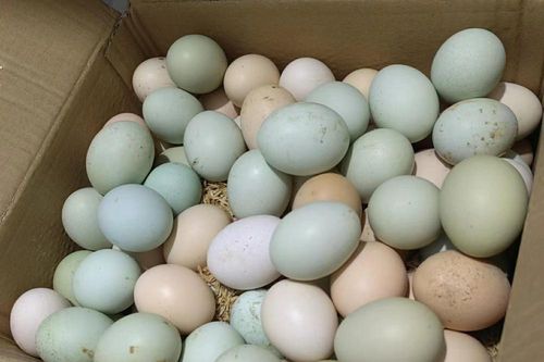 Nghiên cứu phát hiện thời điểm trứng để ở nhiệt độ phòng bị nhiễm khuẩn
