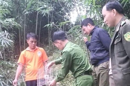 Nuôi chim cu rốc đầu xám quý hiếm, người dân đến Công an xã giao nộp
