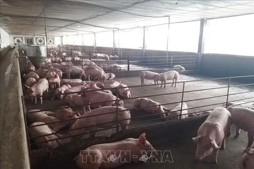 Tăng kiểm tra hoạt động kinh doanh, sử dụng chất cấm trong chăn nuôi