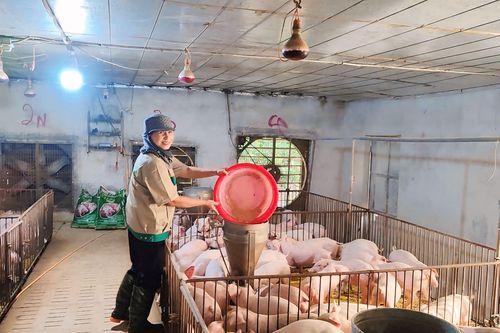 Phụ nữ Ninh Bình tự tin vươn lên phát triển kinh tế