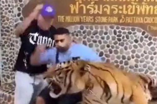 Chụp ảnh cạnh hổ dữ, 2 thanh niên hoảng loạn tháo chạy khi nghe tiếng gầm