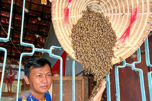Độc đáo cách thuần hóa ong mật