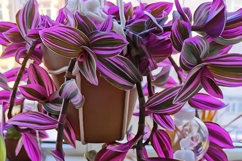 Loài cây tím biếc gây sốt sân vườn: Đẹp lạ, dễ trồng, ý nghĩa phong thủy ít ngờ