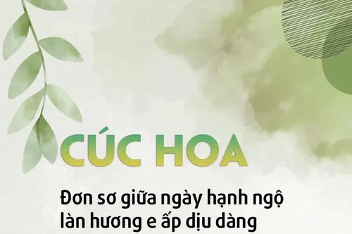 Cúc hoa
