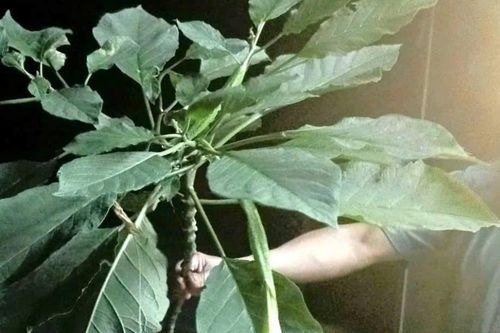 Hái rau rừng về nấu ăn, 3 người trong gia đình nhập viện cấp cứu