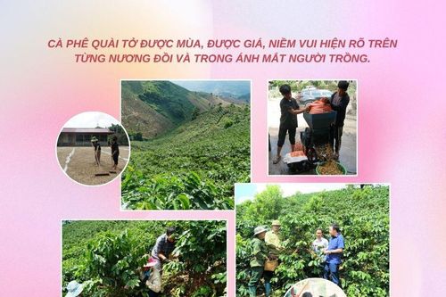 Màu xanh cà phê mở lối đổi thay vùng cao