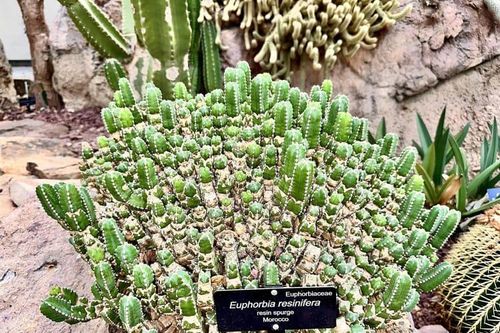 Loài thực vật cay nhất hành tinh, thách thức mọi loại ớt siêu cay