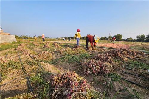Phát triển vùng hành tím theo hướng xuất khẩu