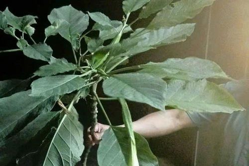 Suýt mất mạng vì ăn nhầm lá rừng: Câu chuyện cảnh báo cho những tín đồ ẩm thực