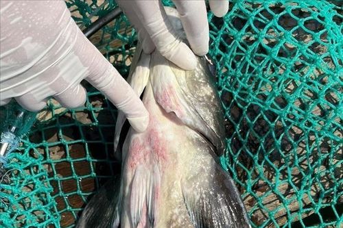 Cá bớp chết bất thường lan rộng tại Đặc khu Lý Sơn (Quảng Ngãi)