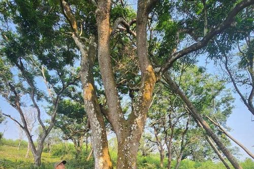Khám phá rừng lim hàng trăm năm tuổi được xem như báu vật ở Nghệ An