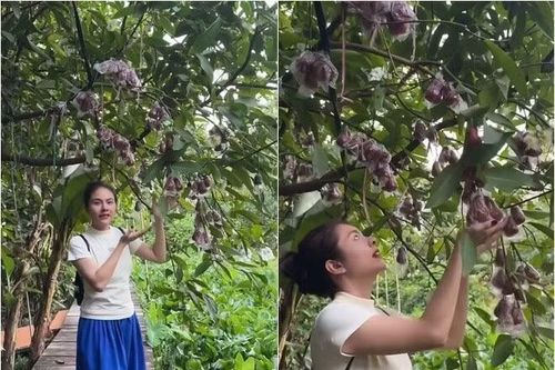 Cận cảnh khu vườn trĩu quả trong cơ ngơi 50.000m2 của Vân Trang