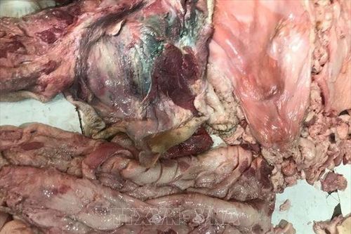 Ngăn chặn kịp thời 500 kg thịt lợn bốc mùi đưa ra thị trường