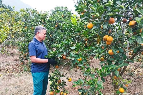Linh hoạt cơ cấu cây trồng, nâng hiệu quả sản xuất