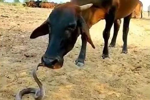 Bò thản nhiên liếm đầu hổ mang chúa và màn đáp trả gây kinh ngạc của rắn
