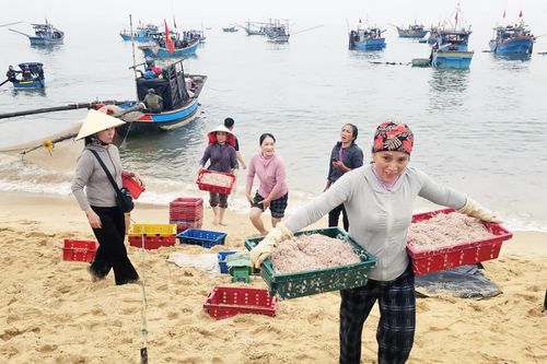 Ngư dân hối hả vào vụ cá Nam