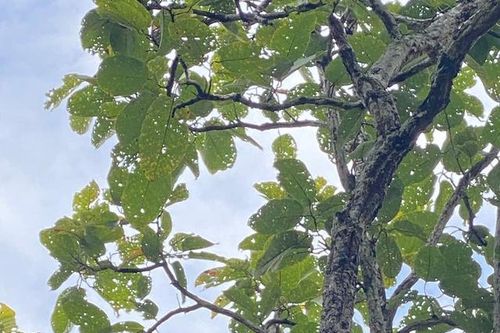 Hình ảnh ấn tượng về động vật quý hiếm khi được thả về rừng