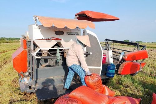 Các giống lúa mới đạt hiệu quả kinh tế cao