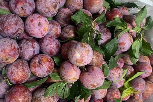 3 sai lầm gây hại khi ăn quả mận